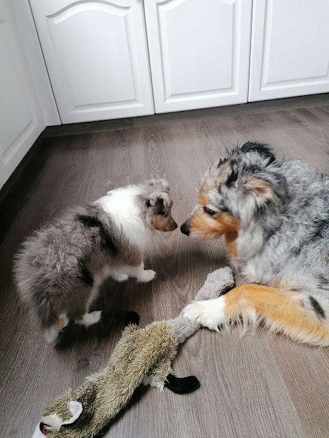 Du Hast Meinem Sohn Einen Geblasen Du Hast Meinem Sohn Einen Geblasen