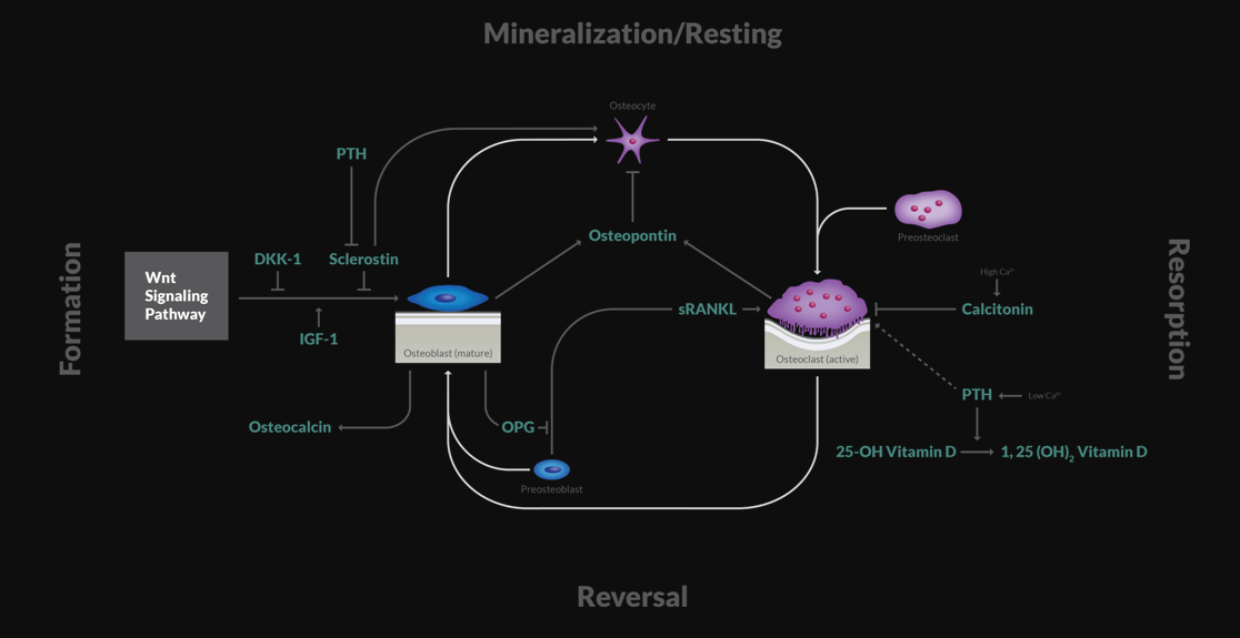 calcitonin-for-bearded-dragon_3