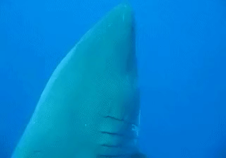 바다의 폭군 백상아리의 크기 체감