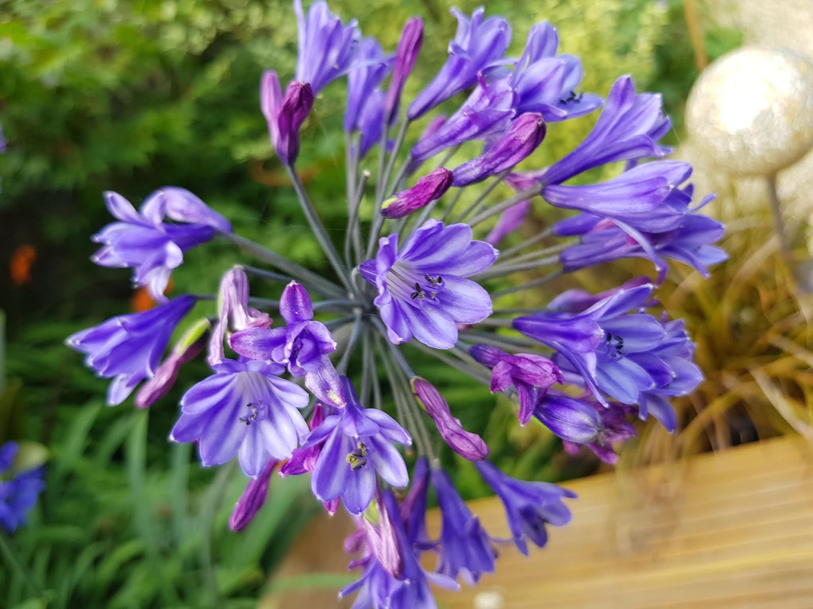 Yasmeen S Gardening Blog