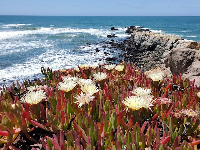 Image of Ice Plants along CA highway 1