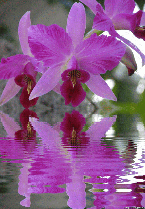 animated flower flowers gifs orchid happy nature purple pink decent giphy miserable orchids scraps water bus stop animations flora exotic