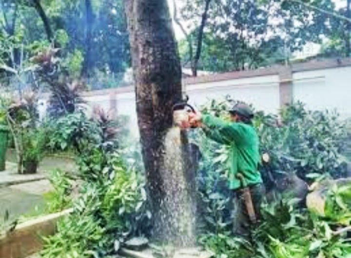 Spesialis Ahli Tebang Pohon Dki Jakarta Tukang Tebang Pohon Jakarta Selatan