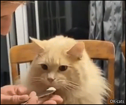 Funny Cat GIF • Cat gets a dramatic brain Freeze and cat.exe is shutting down Funny Cat GIF • Cat gets a dramatic brain Freeze and cat.exe is shutting down
