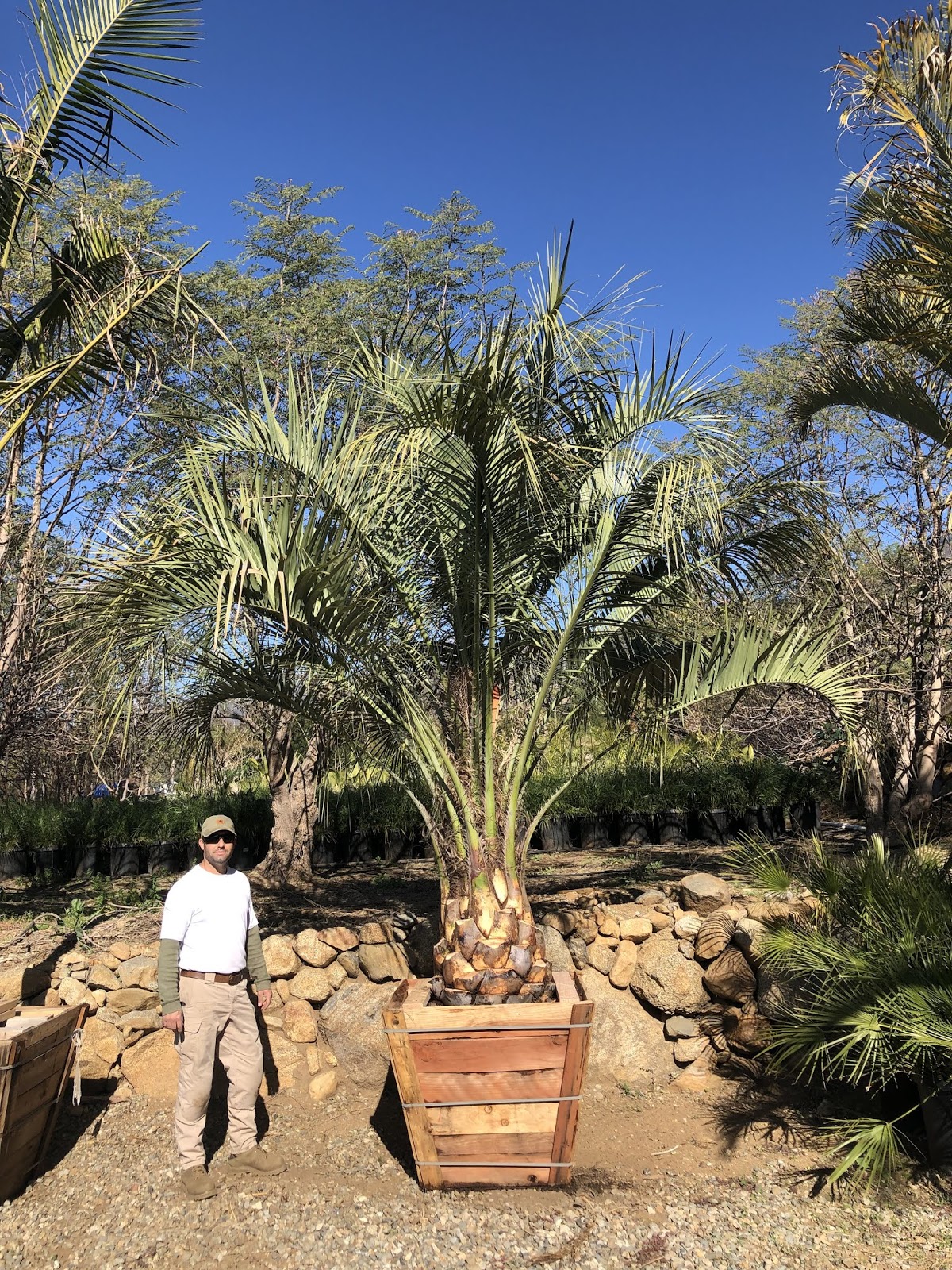 Gregory Palm Farms JELLY PALMS!(AKA PINTO OR BUTIA PALMS) DIAMOND CUT