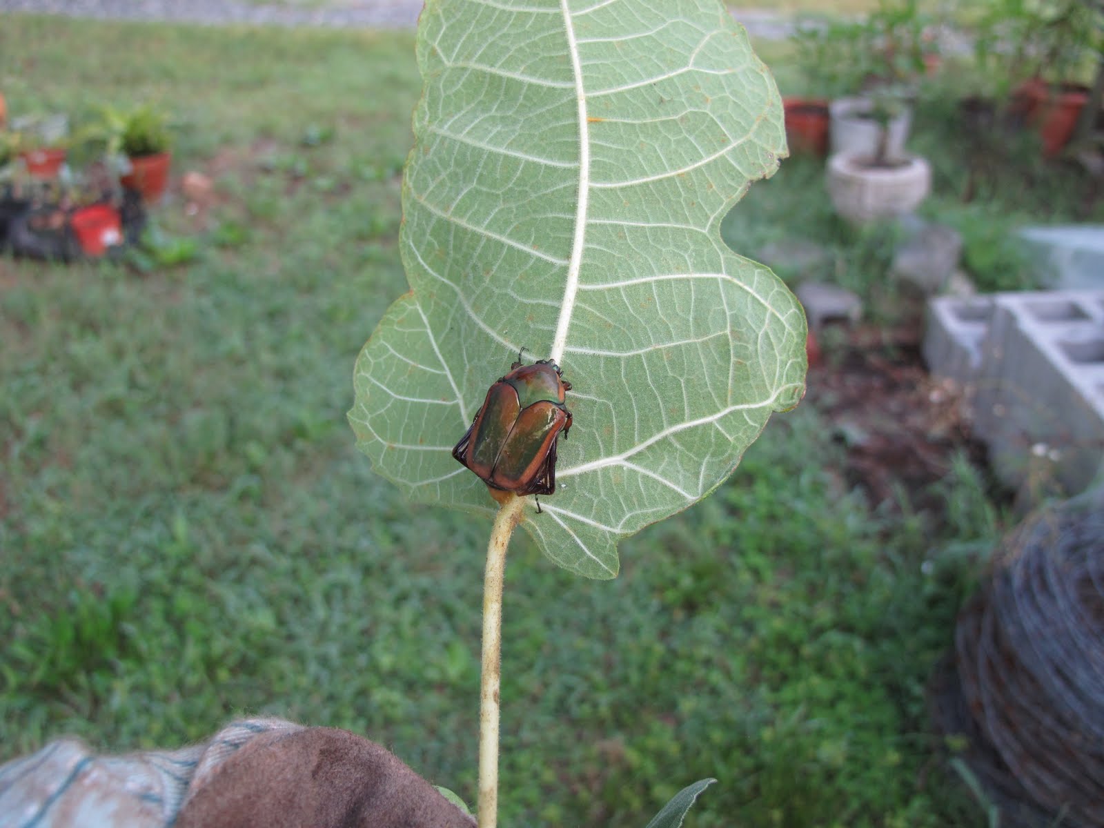 Wings of Dawn Farm Fig Collecting and Bug Eating