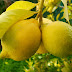 «Ξινά» τους βγήκαν φέτος τα λεμόνια στην Πελοπόννησο!