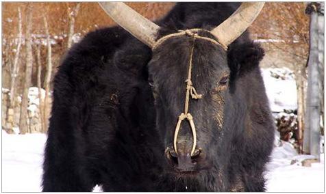 Dari Jumalang Untuk Dunia: 10 Spesies Hewan Baru Hasil Perkawinan Dua