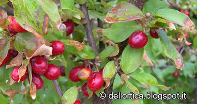 Corniolo Cornus mas piante spontanee erbe officinali percorsi olfattivi confettire erbe per tisane ghirlande di fiori rosa lavanda alla fattoria didattica dell ortica a Savigno Valsamoggia in Appennino Bologna vicino Zocca