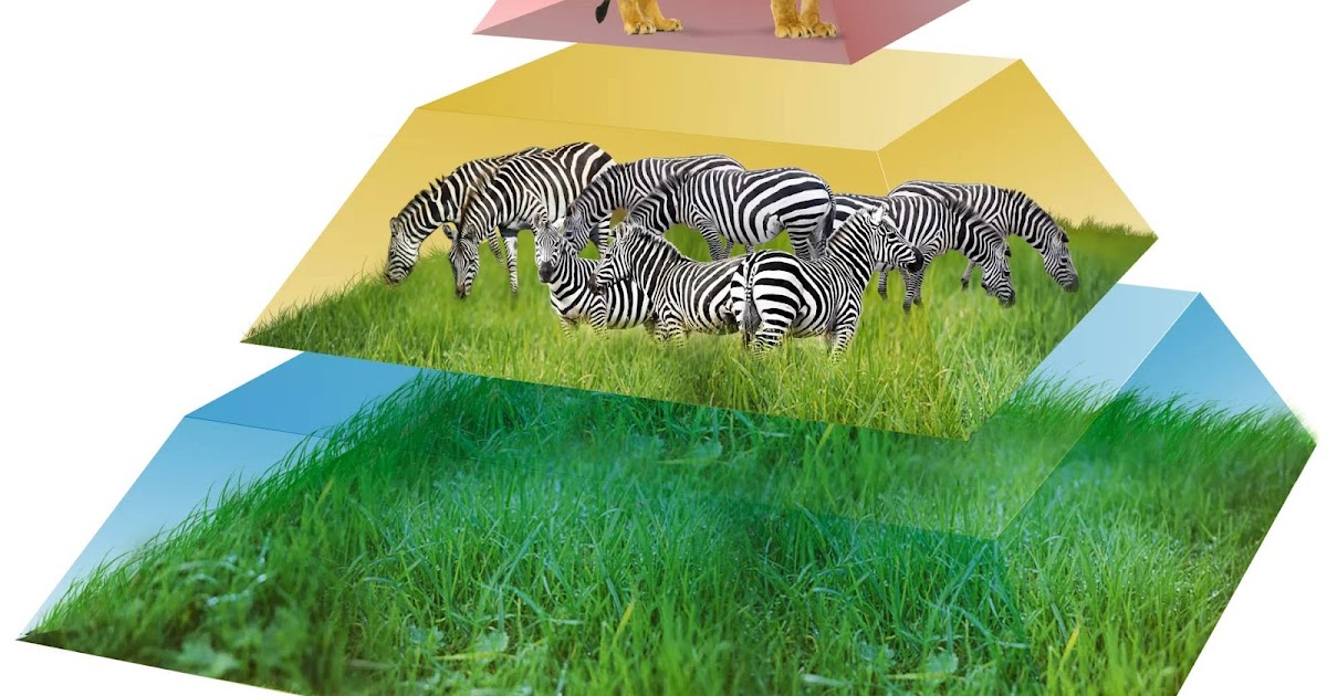 FEN OKULUM 6. ÜNİTE ENERJİ DÖNÜŞÜMLERİ VE ÇEVRE BİLİMİ