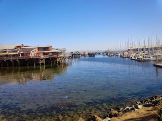 A harbour spotted whilst riding the 17 mile drive.