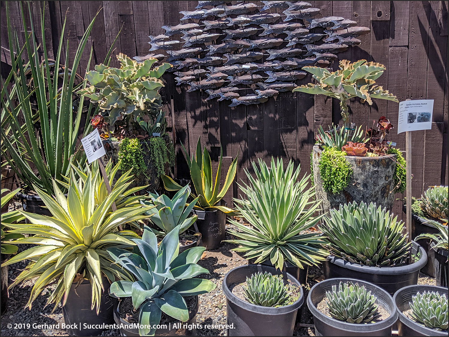 Another mustsee SoCal nursery Plant Depot in San Juan