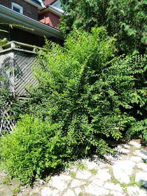 Riverdale Summer Garden Weeding and Cleanup Before by Paul Jung Gardening Services--a Toronto Gardening Company Riverdale Summer Garden Weeding and Cleanup Before by Paul Jung Gardening Services--a Toronto Gardening Company