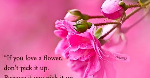 If you love a flower, don’t pick it up. Because if you pick it up it ...