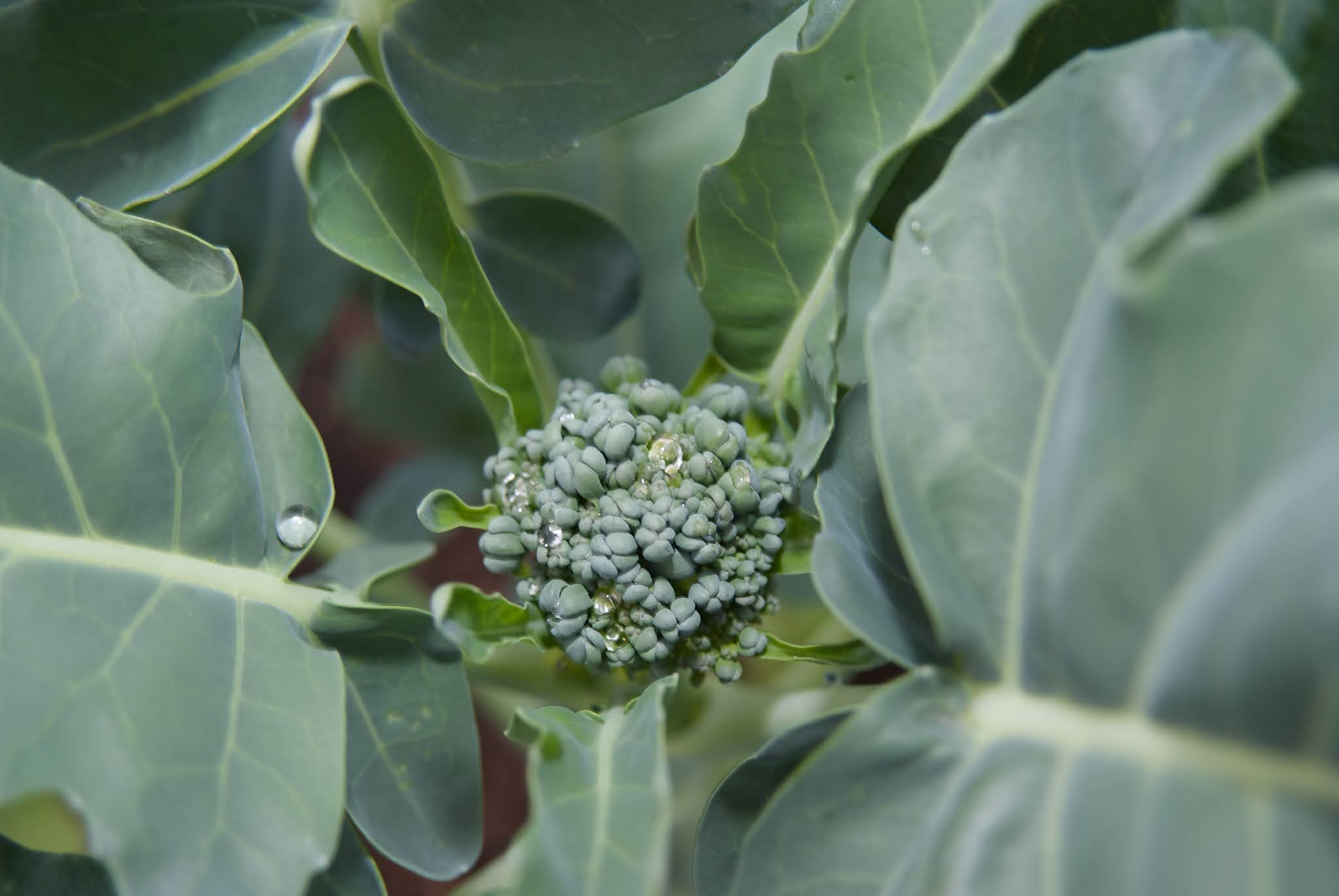 What's Blooming in May Veggies