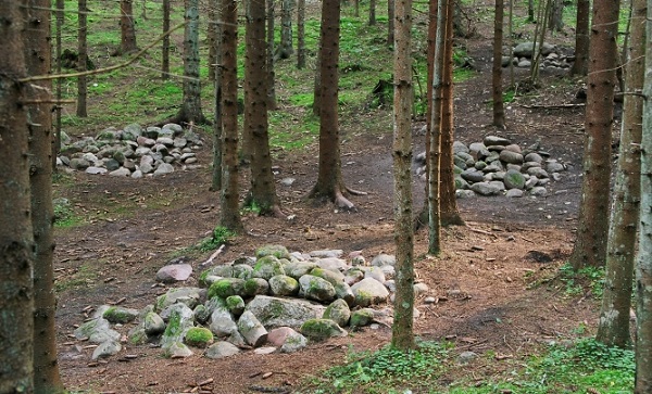 The Mysterious Pokaini Forest of Latvia