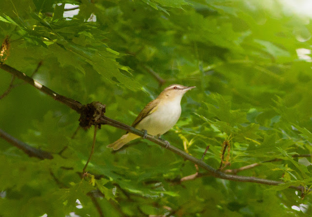 Red-eyed Vireo - Central Park, New York