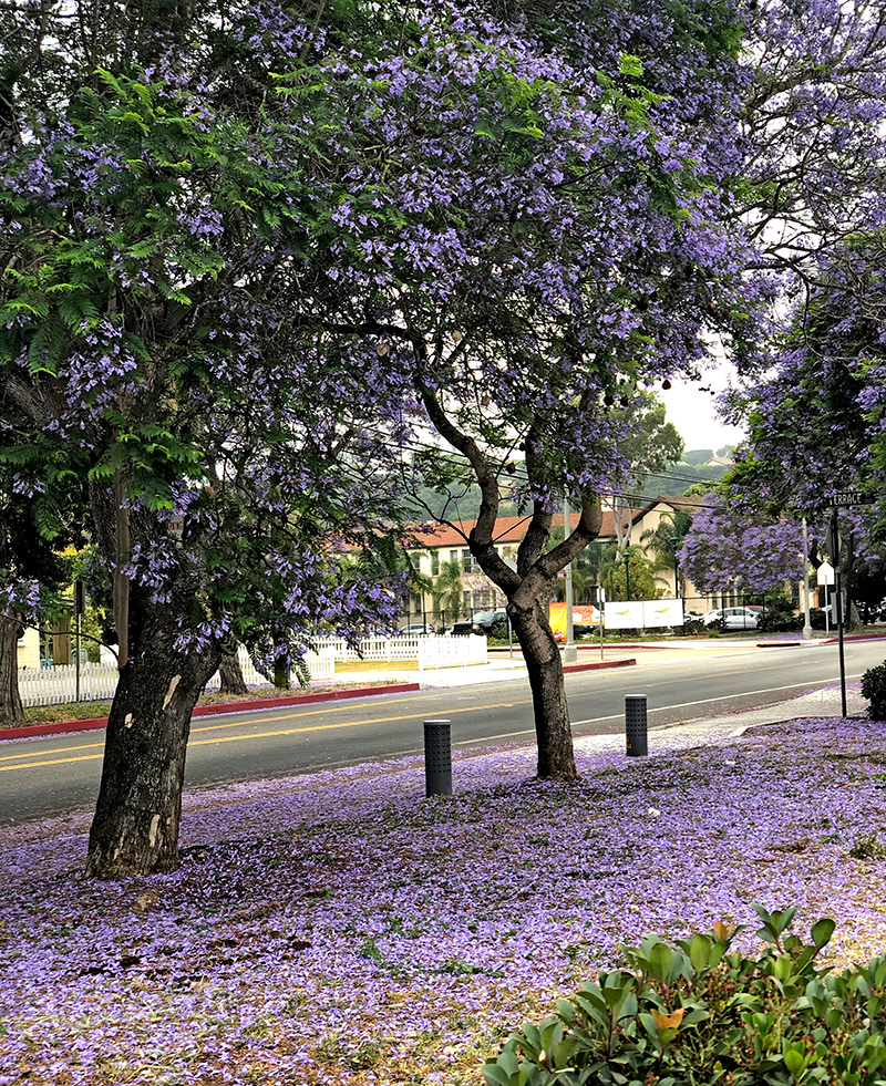 Not Just Nouns and Verbs... The Purple Carpet