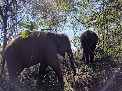 Runzelfuesschen Elternblog Elephant Rescue Park Chiang Mai mit Kind Erfahrung