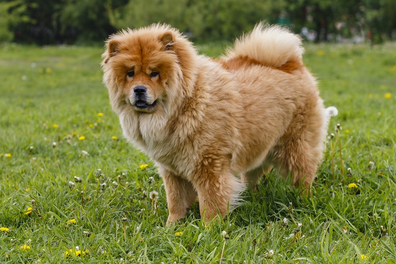 5 Most Expensive Dog Breeds in the World Pets Amazing Pets