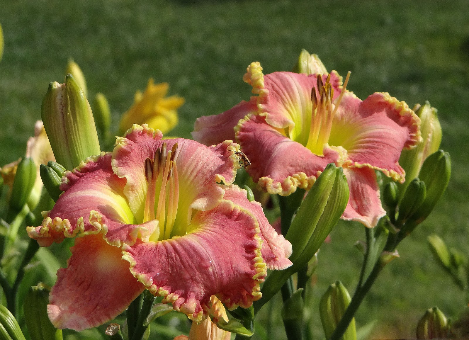 Лилейники цветущие сорта фото Лилейники цветущие сорта фото