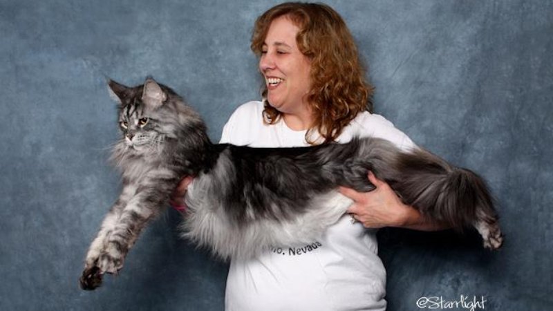 самый большой кот. рекорды гиннесса кошки. самая большая кошка в мире мейн кун. самая старая кошка в мире флосси. мейн кун рекорд гиннесса.