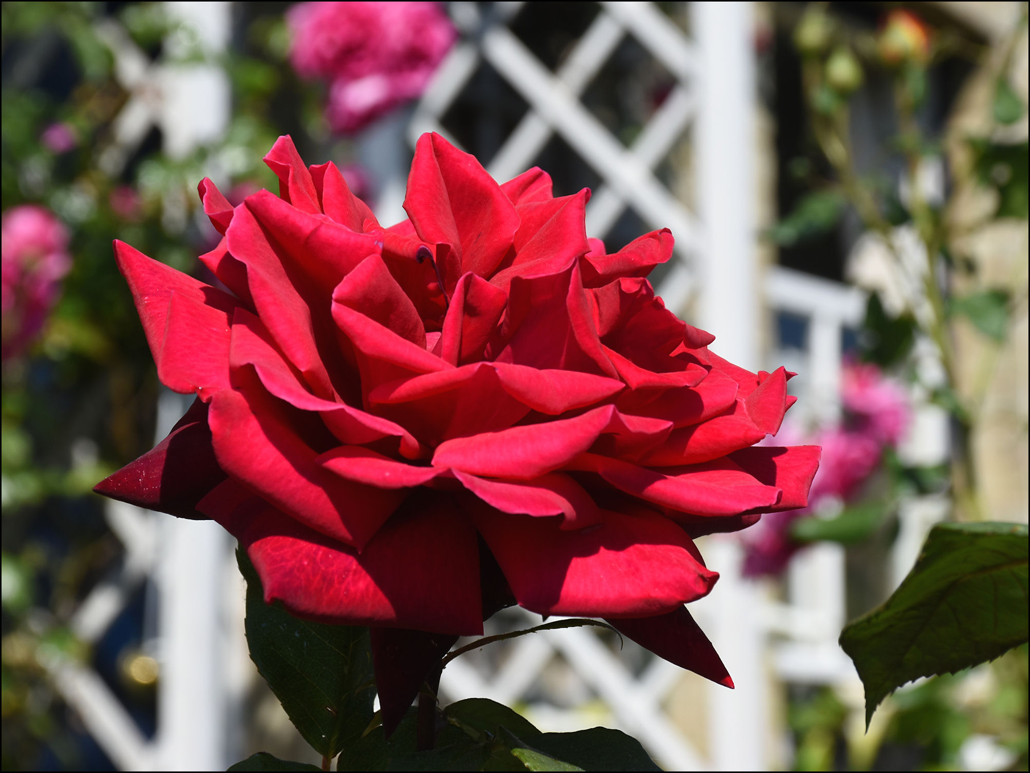 "By Stargoose And Hanglands" The Roses Of Rose Lane