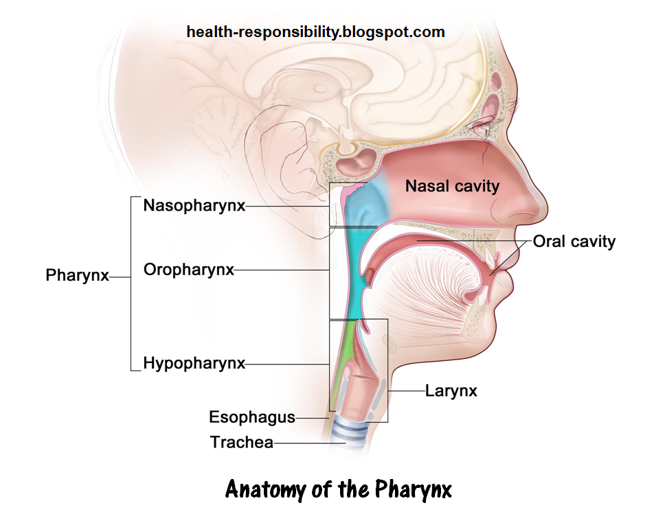 Полость носа и гортань. Cancer of the pharynx and larynx.