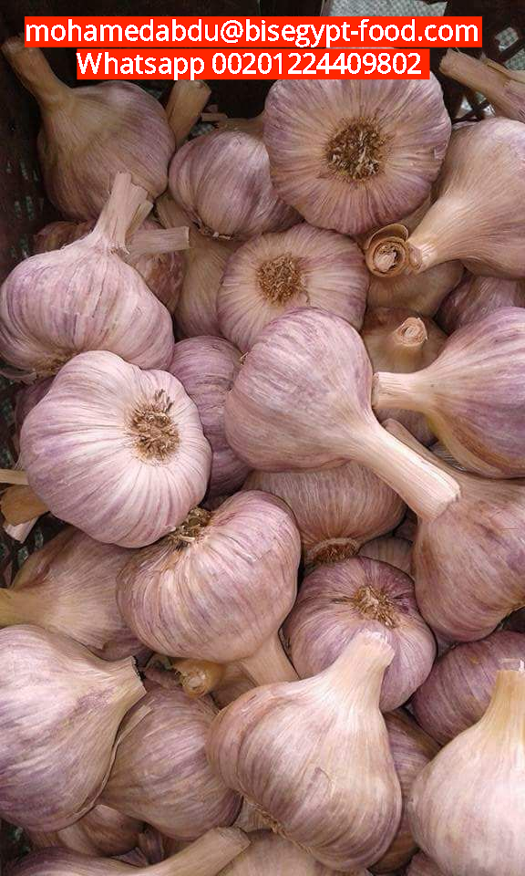Low cost garlic wholesale business