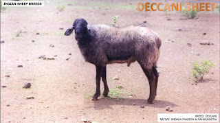 deccani sheep breed