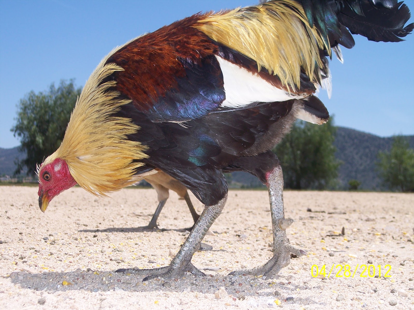 Rancho Giro: The Mighty Tuffy