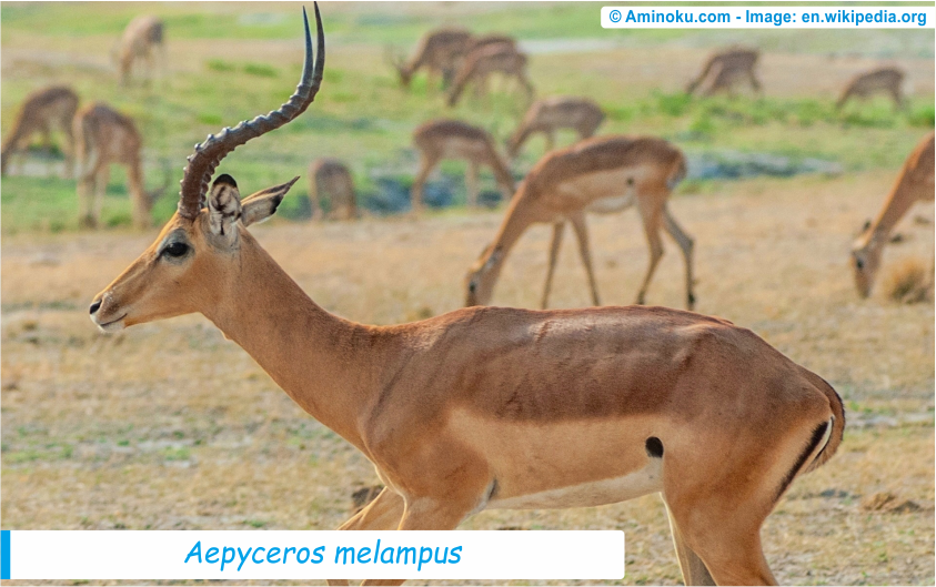 25 Fakta Unik Tentang Impala Aminoku