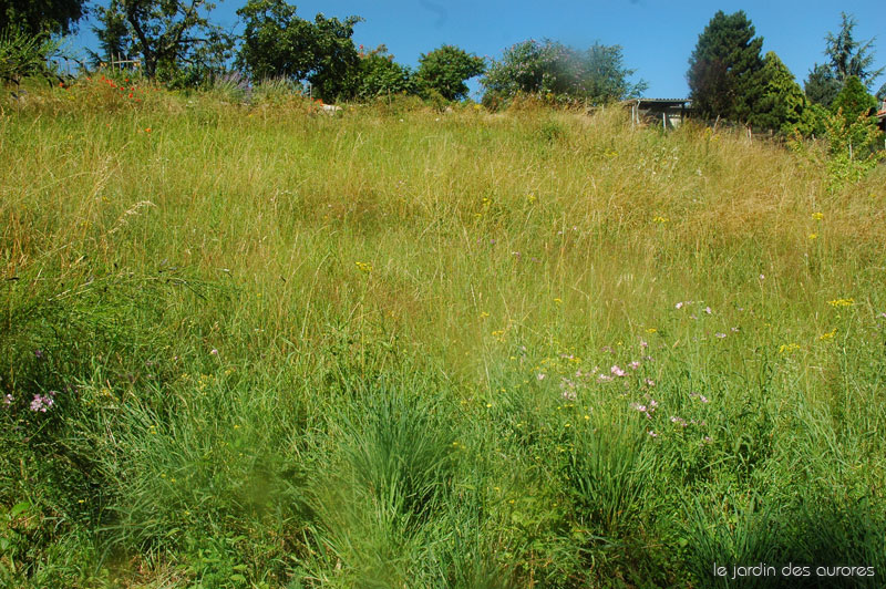 Le Jardin Des Aurores La Prairie Sauvage