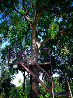 Recreation Place On The Big And Tall Tree In The Park At Tangguwisia Village, North Bali, Indonesia