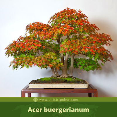 Acer buergerianum