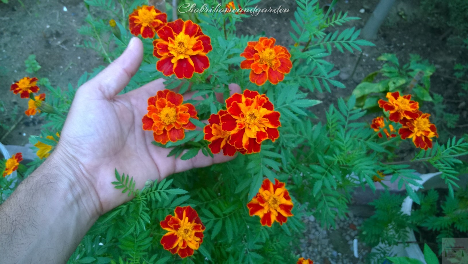 How to Collect Marigold Seeds