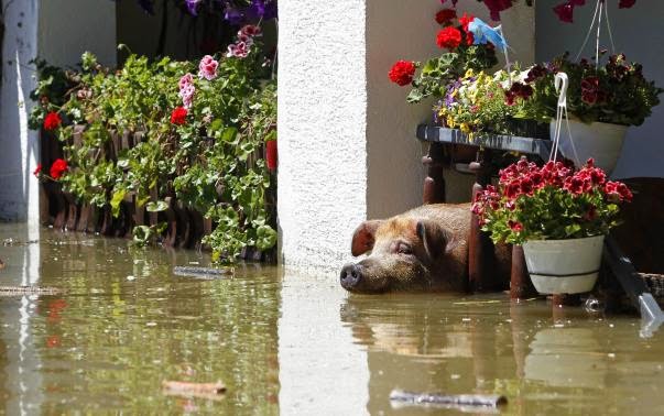 These 16 photos will disturb you... The Balkans in the grip of flood! - A pig waits to be rescued during heavy floods in Vojskova, May 19, 2014.