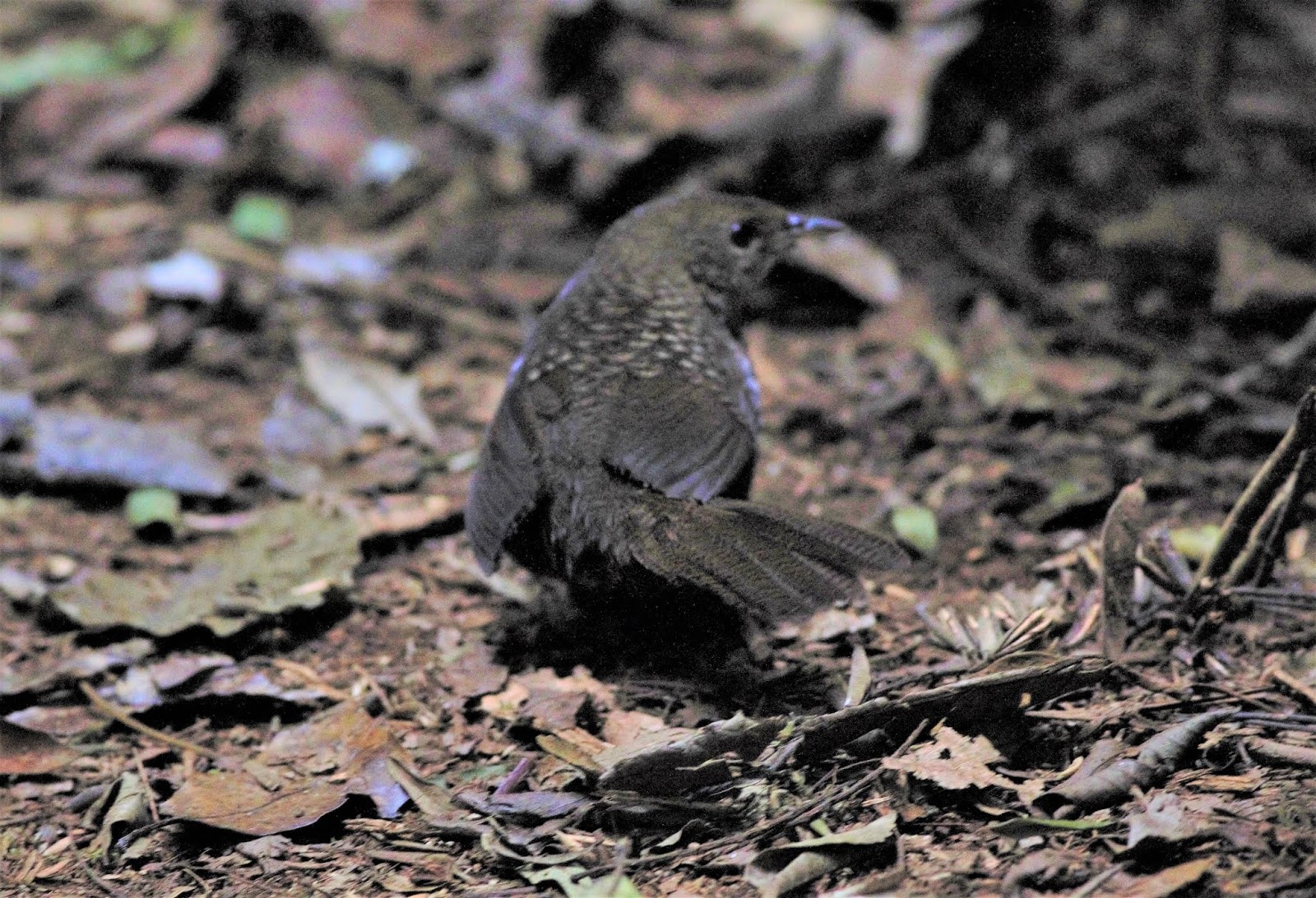 sunshinecoastbirds Rufous Scrubbirds and Border Ranges National Park