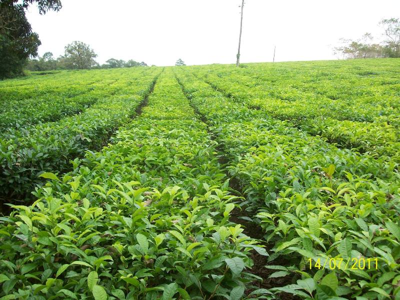 A História da Plantação de Chá no Vale do Ribeira
