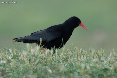 Chova piquirroja (Pyrrhocorax pyrrhocorax)