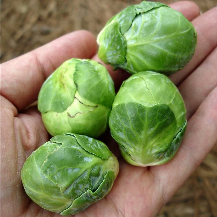 Close up of Brussels Sprouts in hand for Sauteed Brussels Sprouts with Bacon by Renee's Kitchen Adventures