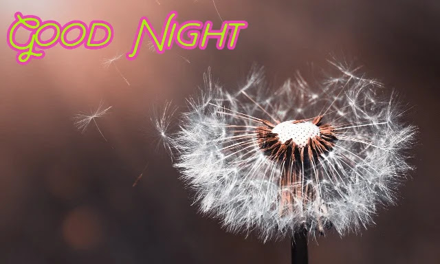 Good Night Flowers HD Images Collection