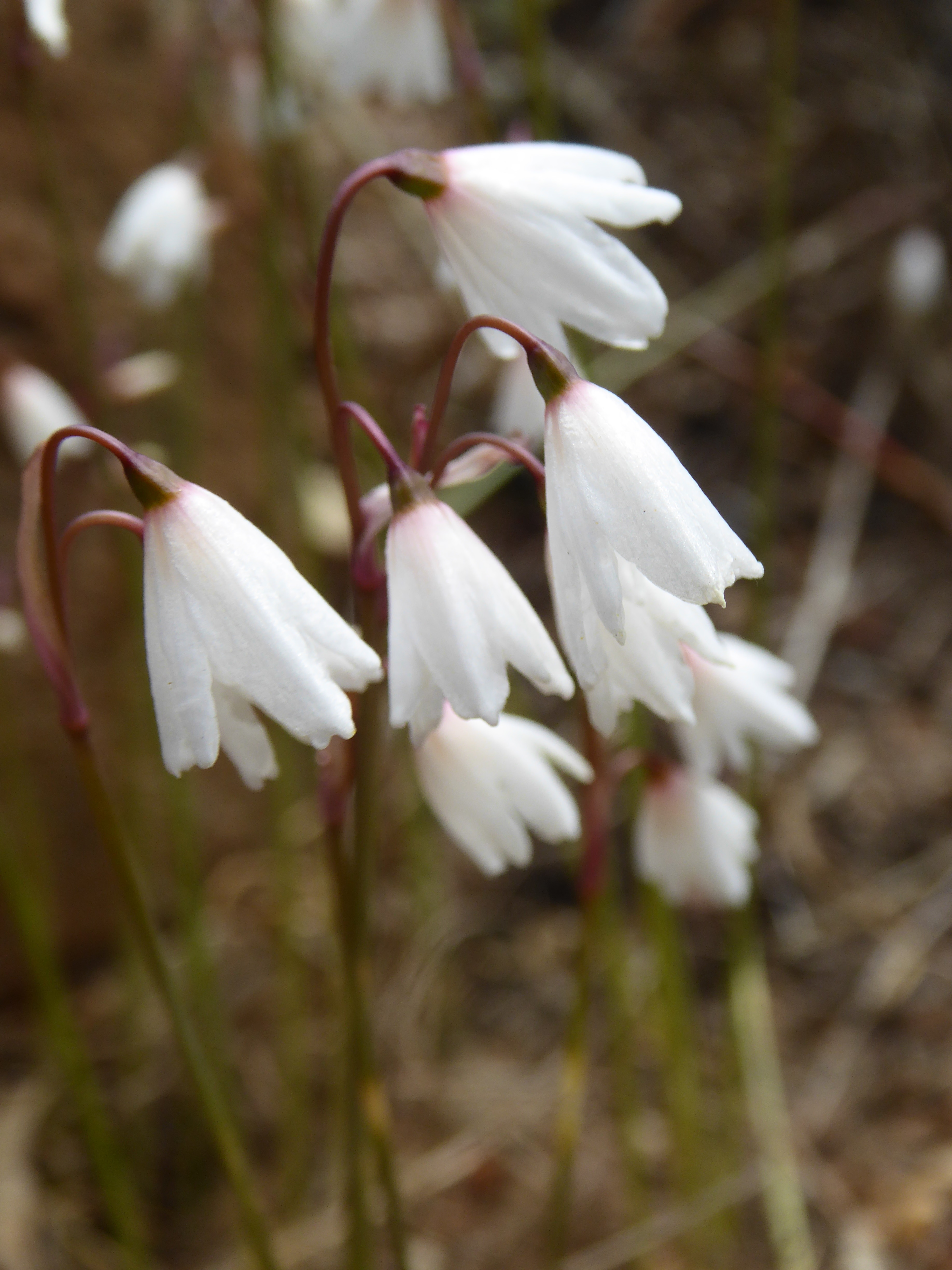 Alpine Garden Society Victorian Group Autumn Flowering bulbs by members.