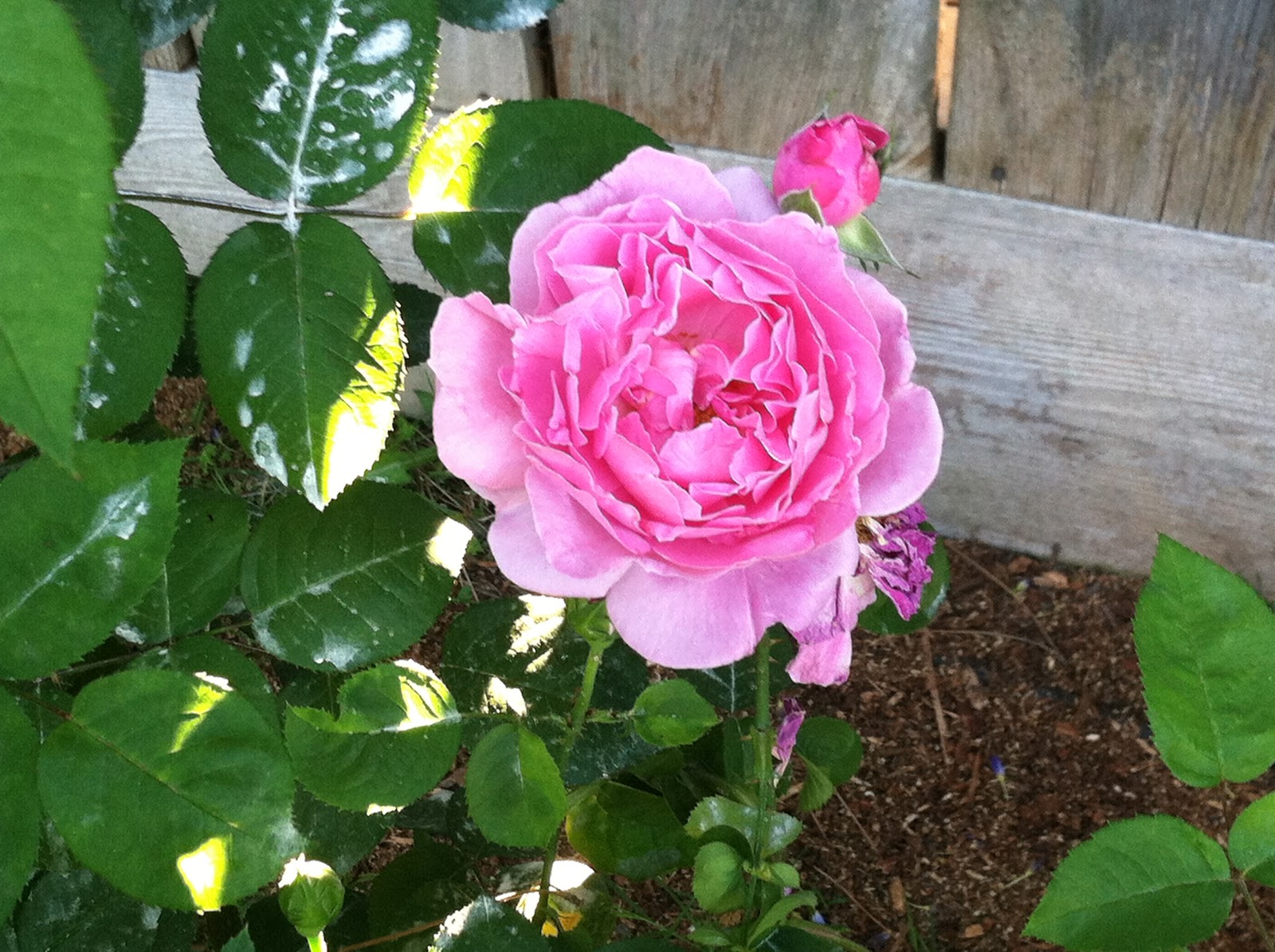 Robyn's Roses