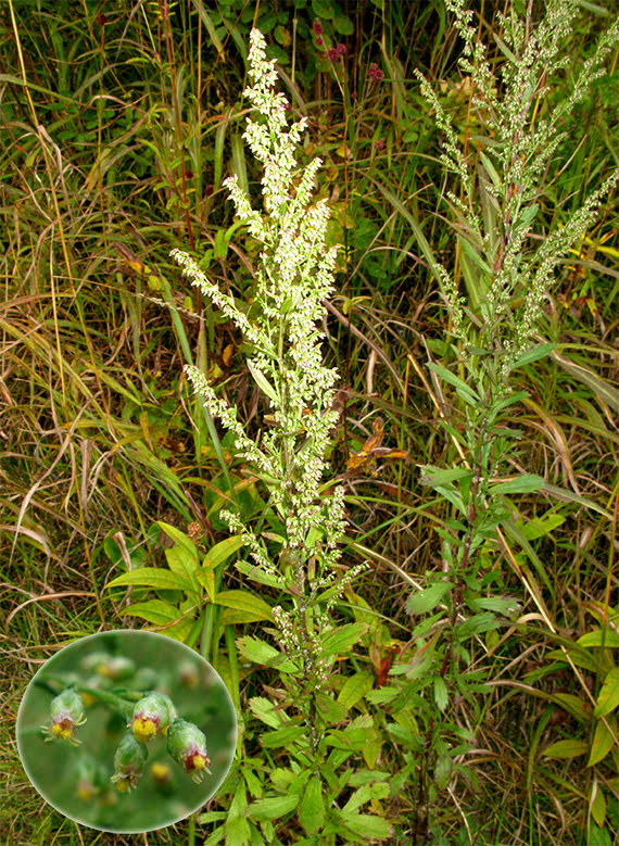 Artemisia japonica