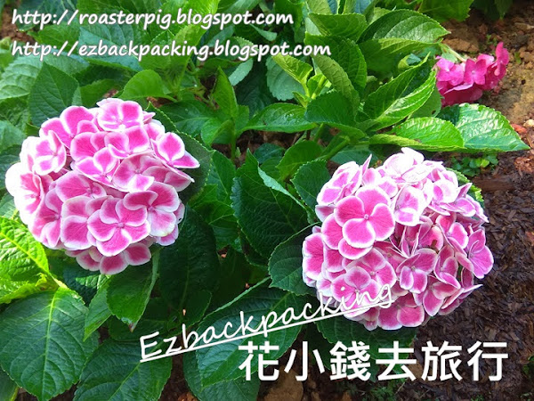 香港繡球花好去處2021 :繡球花花海(2月更新)