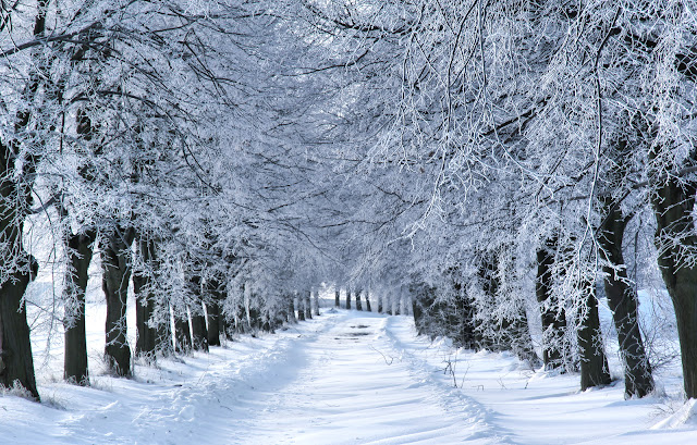 winter-wonderland.jpg