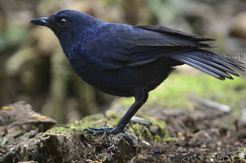 Aap Personal Blog Ciung Batu Jawa Javan Whistling Thrush Myophonus Glaucinus