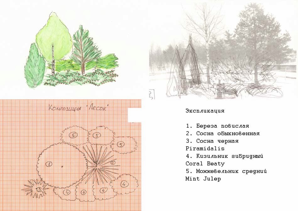 Древесно кустарниковые композиции схемы