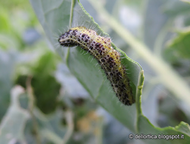 orto biologico sinergico consociazioni macerati parassiti cavolaia bruchi vangatura zucchini cavoli cavolini biodinamico seguendo la luna azienda agricola dell ortica a Savigno in appennino emilia romagna italia